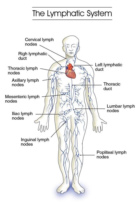 Muscle charts of the human body for your reference value these charts show the major superficial and deep muscles of the human body. The Lymphatic System Diagram | Lymphatic system, Lymphatic ...