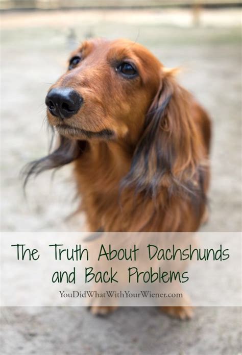 The Surprising Truth What Causes Back Problems In Dachshunds