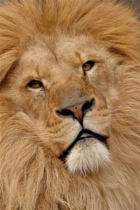 169 Best Images About Lions On Pinterest Jungles The Lion And Kitty