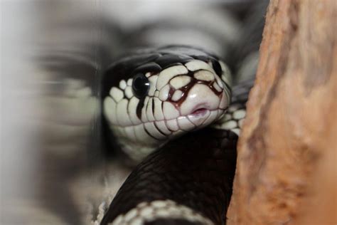 Kaylee Looking Cute And Yawning Rsnakes