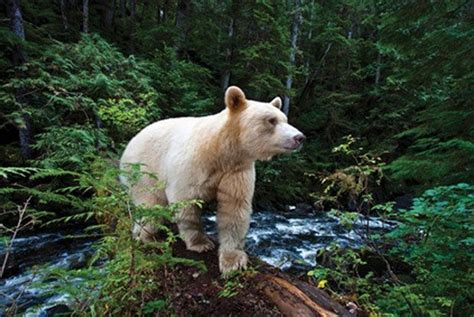 Great Bear Rainforest Spirit Bear Kermode Bear Animals