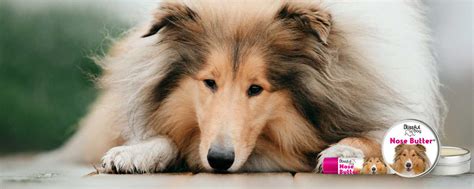 Collie Nose Butter All Natural Treatment For Collie Dry Noses