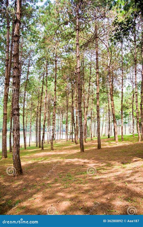 Pine Forest In Mae Hong Son Thailand Stock Photo Image Of Stream