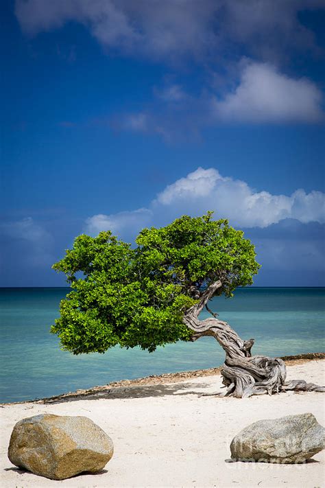 Fototi Tree Aruba Photograph By Brian Jannsen Fine Art America