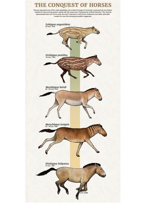 Chart ~ Stages In The Evolution Of The Horse Prehistoric Horses From