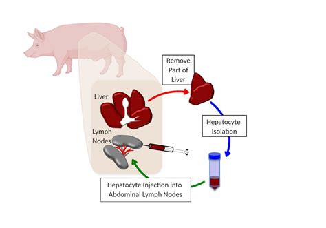 Pigs Grow New Liver In Lymph Nodes Study Shows Science Codex