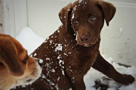 Will possibly have some chocolate lab. my chocolate lab puppy and chihuahua beagle mix playing in ...