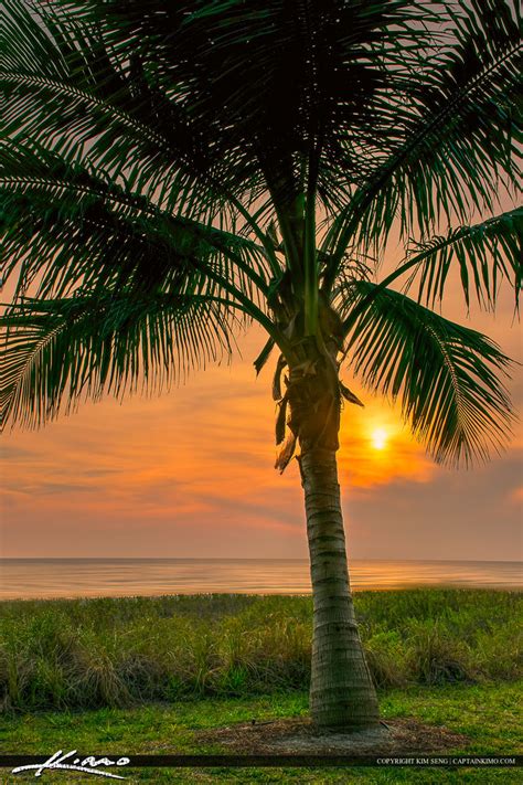 Naples Florida Coconut Palm Tree At Sunset