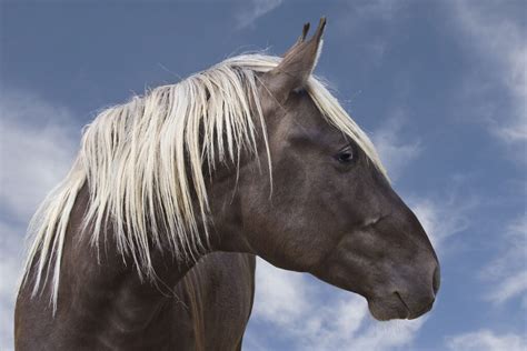 Rocky Mountain Horse Breed Profile Helpful Horse Hints