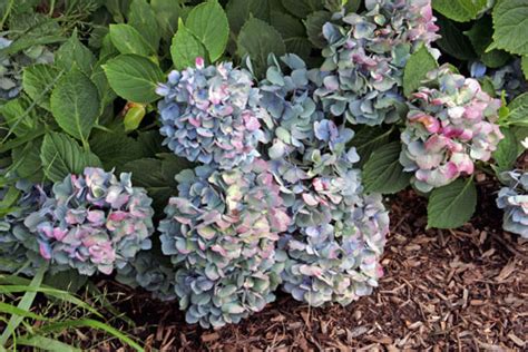 Tips For Drying Blue Hydrangea Flowers Hyannis Country Garden
