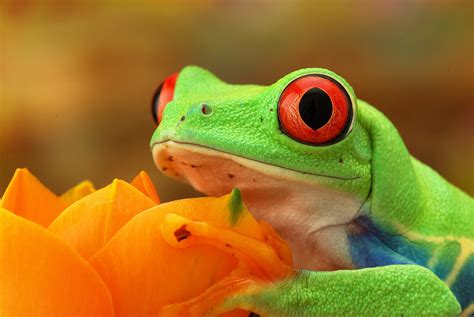 Tree Frogs Reptilesamphibians Animal Encyclopedia