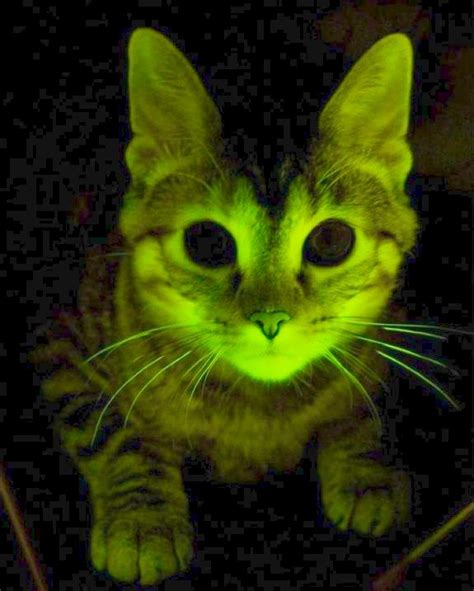 Cat Glows In The Dark Cats Weird Creatures Glow In The Dark