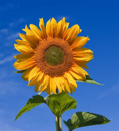 Sunflowers Wikiquote