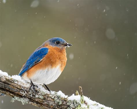 Eastern Bluebird On Twig In Winter Forest · Free Stock Photo