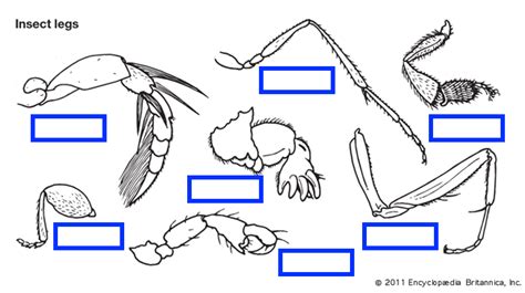 Types Of Insect Legs Diagram Quizlet