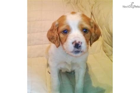 The brittany spaniel loves water. Brittany Spaniel puppy for sale near Minneapolis / St Paul, Minnesota | cd8470d3-0521