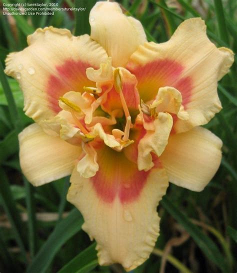 Plantfiles Pictures Daylily Forty Second Street Hemerocallis By