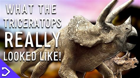 What Did The Triceratops Really Look Like Youtube