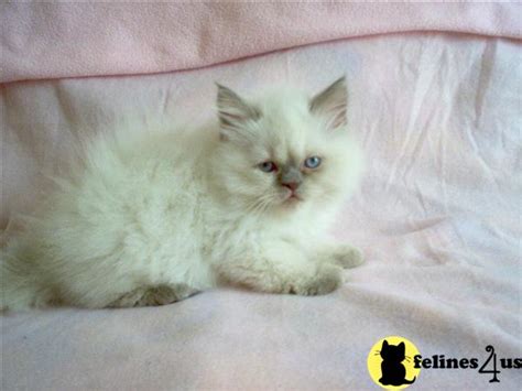 Himalayan Kitten For Sale Lilac Point Himalayan Kitten Available 7 Yrs