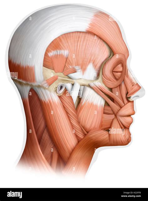 Muscle Of The Head Lateral View Cut Out Stock Images And Pictures Alamy