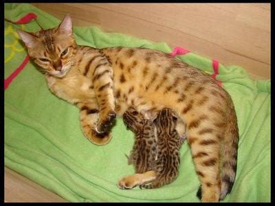 If you want to get a jump start on your cat adoption process, please download and print the adoption form and bring with you! Two Bengal kittens for adoption - Calgary - Cats for sale ...