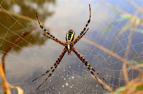 They may lay their eggs among fallen leaves, under logs or tree limbs or among garden plants. The Stream Of Time: Yellow and black garden spiders