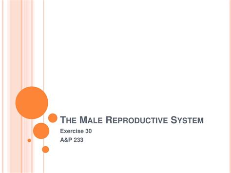 Ppt The Male Reproductive System Powerpoint Presentation Free Download Id