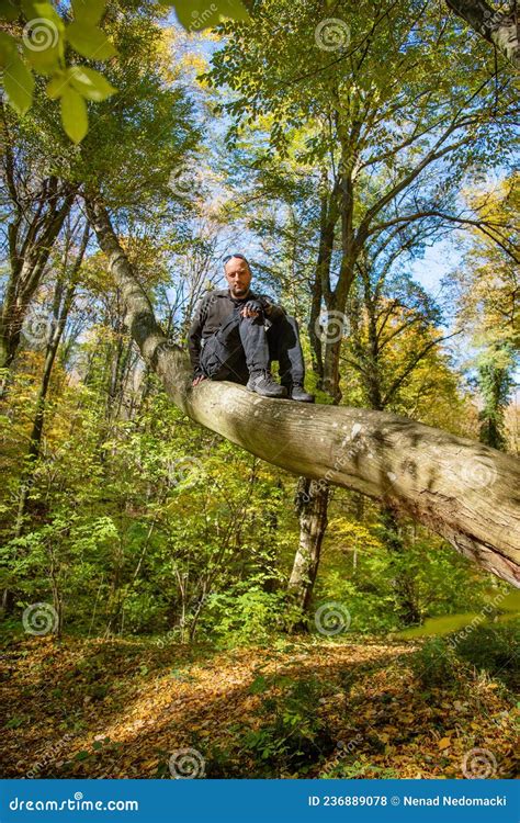 Man Climbed On Tree Man Sitting In A Tree In An Autumn Forest Stock