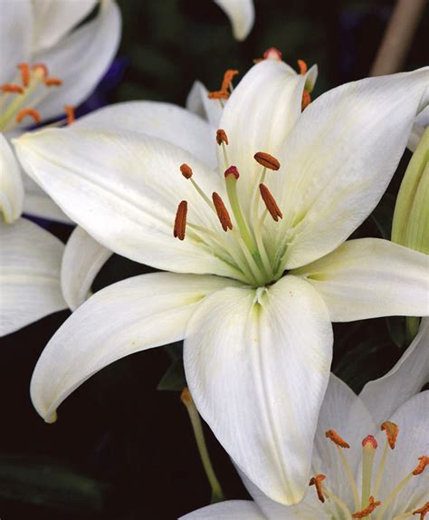 Why Lilies At Easter Photos Cantik
