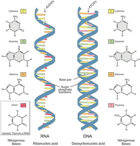 2 The Basic Structure Of Dna And Rna Dna Is Double Stranded Whereas
