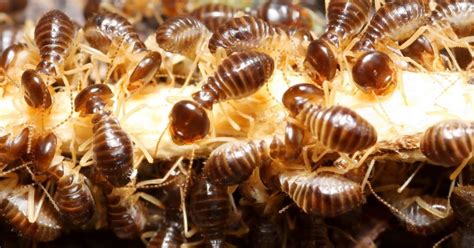 How To Get Rid Of Termites Pest Control Jupiter Termite Control