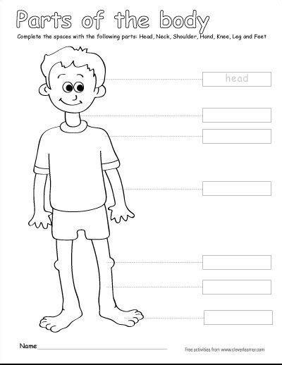 Label The Parts Of The Human Body Free Worksheets For Children