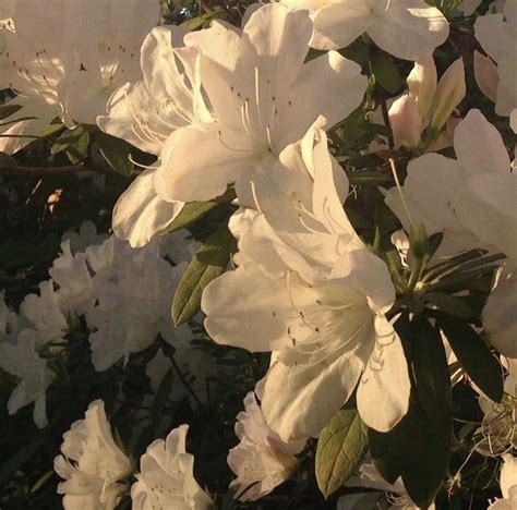 Твоя любовь цветы Nature Aesthetic Flower Aesthetic White Aesthetic