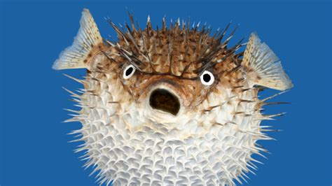 Do Pufferfish Hold Their Breath While Inflating Themselves Mental Floss