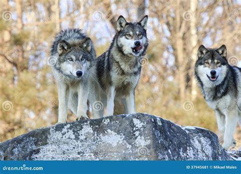 Three Hungry Wolves Looking For Food Stock Image Image Of Canidae