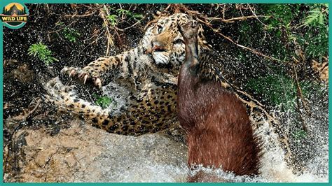 Merciless And Incredible Hunts Performed By Jaguars And Leopard Youtube