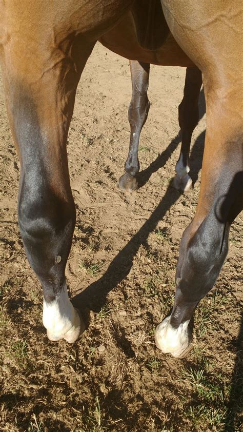 How To Treat A Swollen Hock On A Horse Expert Tips For Quick Relief