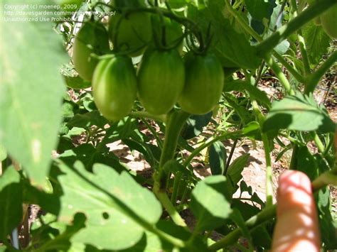 The juliet tomato variety is a prolific grape type roma tomato that has a very high yield on indeterminate vines. PlantFiles Pictures: Tomato 'Juliet' (Lycopersicon lycopersicum) by PotEmUp