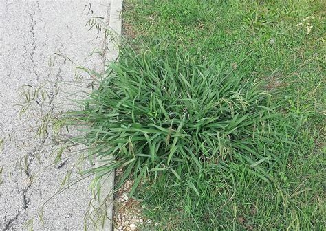 Dallisgrass Vs Crabgrass Which Weed Is In Your Lawn
