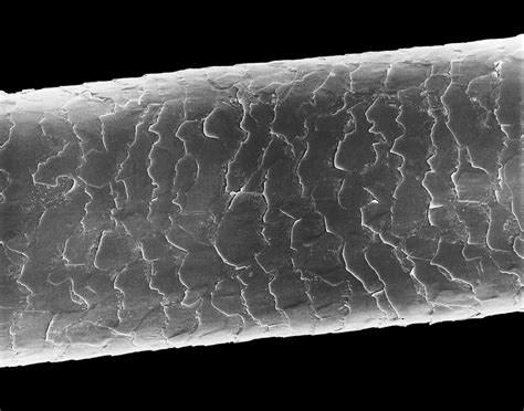 Human Hair Photograph By Dennis Kunkel Microscopyscience Photo Library