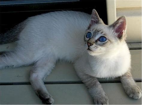 Just Adopted A Lilac Point Lynx Tabby Siamese Kitten Asher Looks Alot