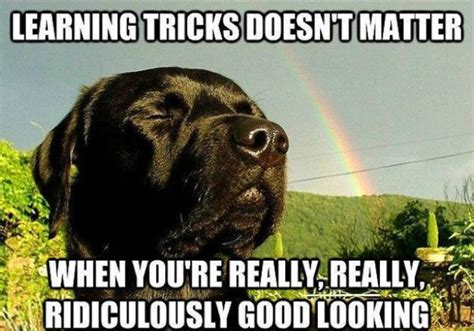How Can You Teach A Dog New Tricks Funny Dog Memes Black Lab Funny
