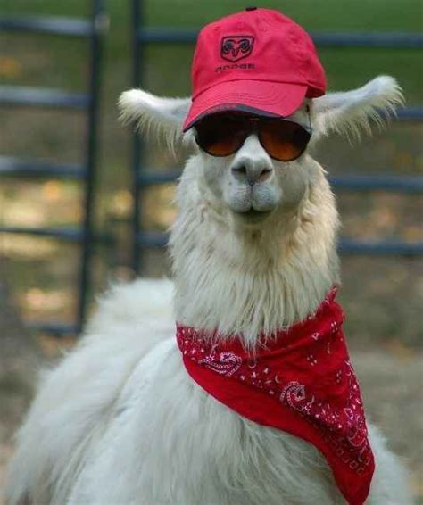 When This Gent Had A Casual Day Off 17 Times Llamas Were Majestic