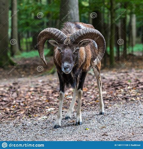 European Mouflon Ovis Orientalis Musimon Wildlife Animal Stock Photo
