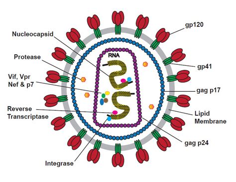 Aids Virus Diagram