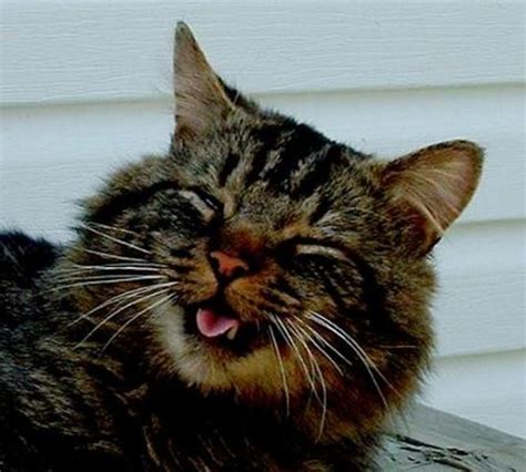 24 Cats Caught Mid Sneeze 015 Funcage