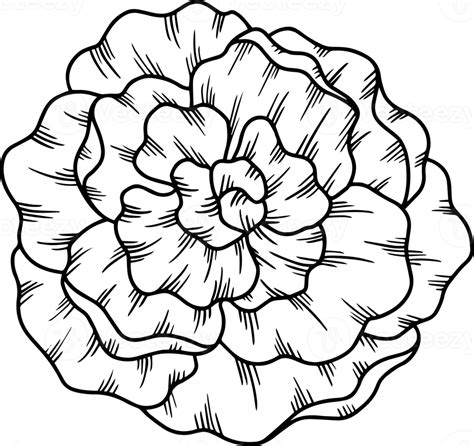 Flower Hand Drawn Sketch Line Art Illustration 10863526 Png