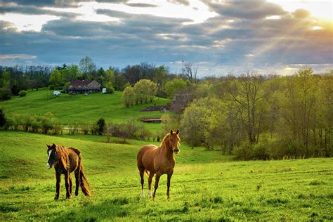 Horses On A Pasture In Kentucky Photograph By Alexey Stiop Fine Art
