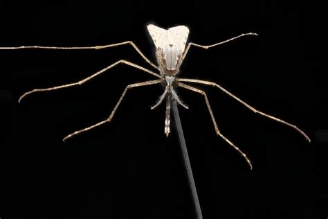 Mosquito You Can Download Or View Macroscopic Solutions I Flickr