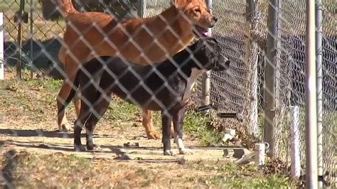 Wilson Animal Shelter For The Love Of Dogs Is Over Capacity Needs